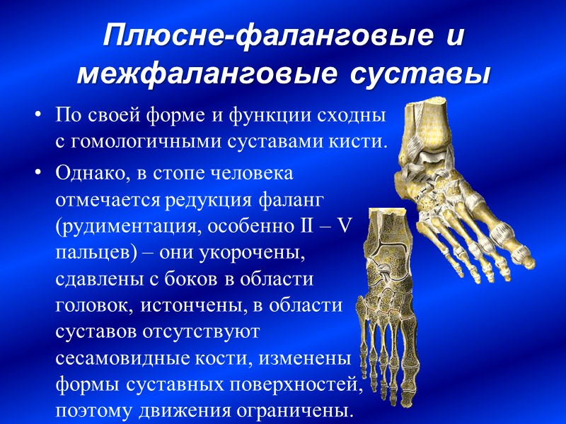 Плюсне-фаланговые и межфаланговые суставы По своей форме и функции сходны с гомологичными суставами кисти.